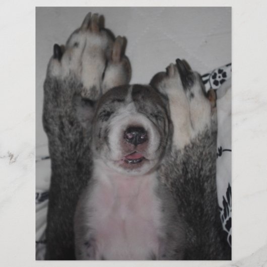 Welpe zum Verkauf Flyer Vorlagen チラシ (裏面)