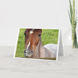Welsh cob foal horse card カード