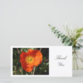 Welsh Poppy （オレンジ） – ありがとう サンキューカード (スタンド正面)