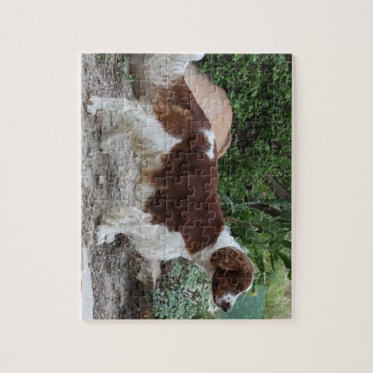 Welsh_Springer_Spaniel_full.png ジグソーパズル (縦)