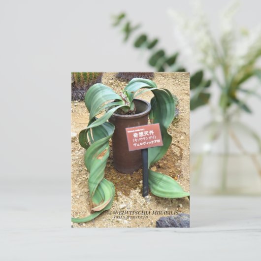 Welwitschia mirabilis [はがき] ポストカード (スタンド正面)