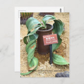Welwitschia mirabilis [はがき] ポストカード (正面/裏面)