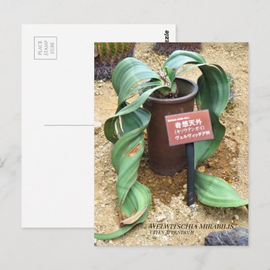 Welwitschia mirabilis [はがき] ポストカード (正面/裏面)