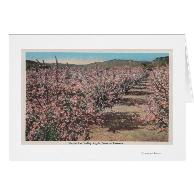 Wenatchee, WAVview of Apple Trees in Blossom (正面横)