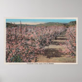 Wenatchee, WAVview of Apple Trees in Blossom ポスター (正面)