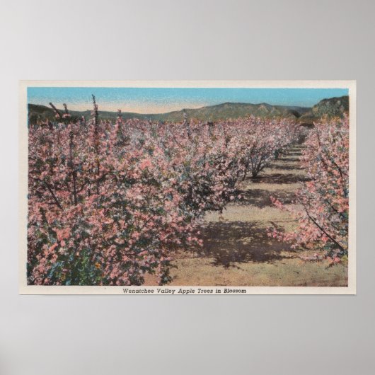 Wenatchee, WAVview of Apple Trees in Blossom ポスター (正面)