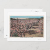 Wenatchee, WAVview of Apple Trees in Blossom ポストカード (正面/裏面)