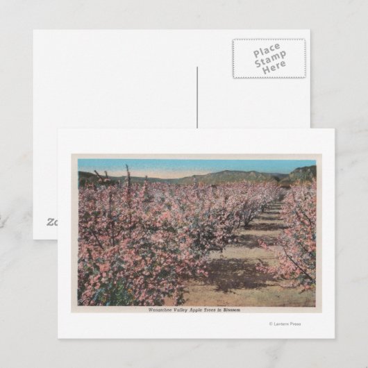 Wenatchee, WAVview of Apple Trees in Blossom ポストカード (正面/裏面)
