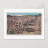Wenatchee, WAVview of Apple Trees in Blossom ポストカード (正面)