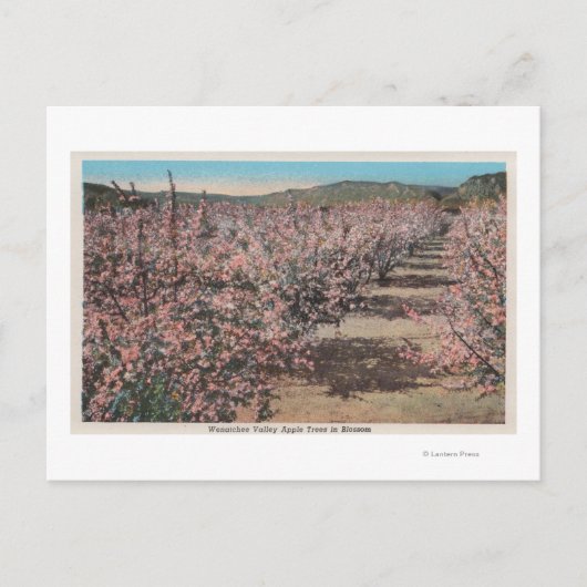Wenatchee, WAVview of Apple Trees in Blossom ポストカード (正面)