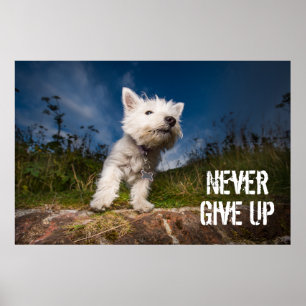 West Highland Terrier Puppy ポスター