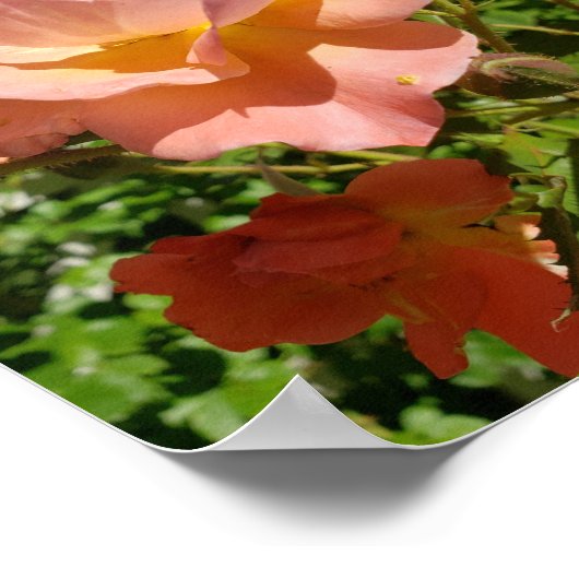 Westerland Rose Coral ポスター (角)