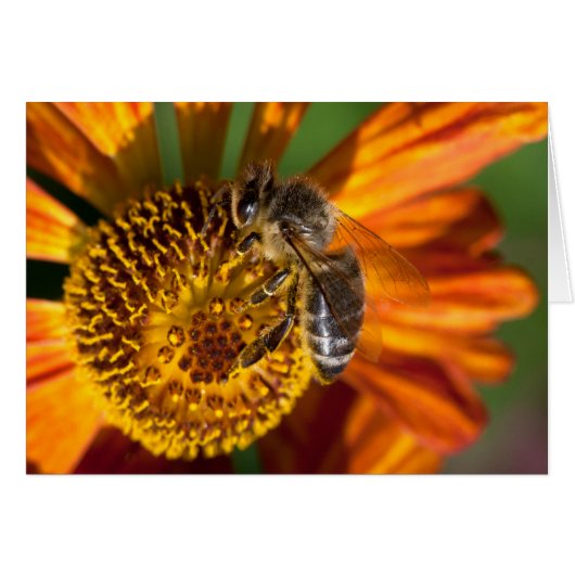 Western Honey Beeマクロフォト (正面横)