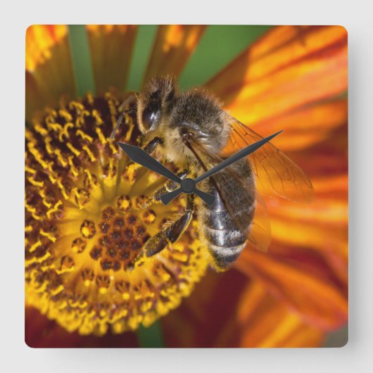 Western Honey Beeマクロフォト スクエア壁時計 (正面)