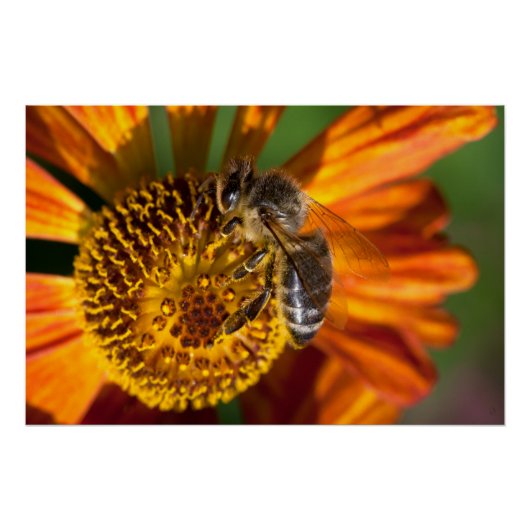 Western Honey Beeマクロフォト ポスター (正面)