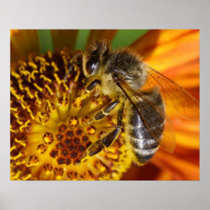 Western Honey Beeマクロフォト ポスター