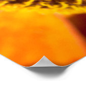 Western Honey Beeマクロフォト ポスター (角)