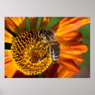 Western Honey Beeマクロフォト ポスター