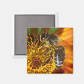 Western Honey Beeマクロフォト マグネット (正面/裏面)