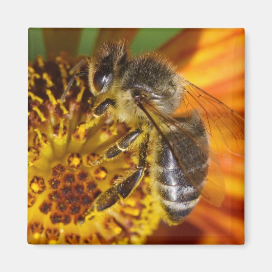 Western Honey Beeマクロフォト マグネット (正面)