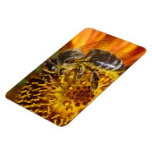 Western Honey Beeマクロフォト マグネット (左側)