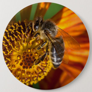 Western Honey Beeマクロフォト 缶バッジ