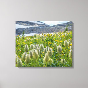 Western Pasqueflower East Kootenay Mountains キャンバスプリント
