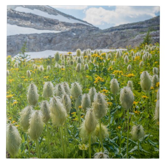Western Pasqueflower | East Kootenay Mountains タイル (正面)