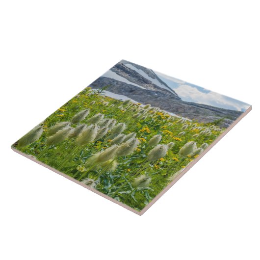 Western Pasqueflower | East Kootenay Mountains タイル (側面)