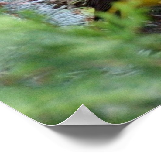 Western Tanager Print ポスター (角)