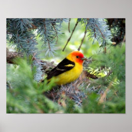 Western Tanager Print ポスター