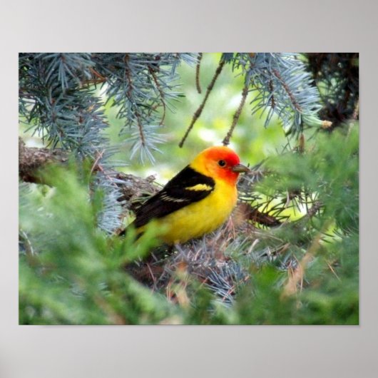 Western Tanager Print ポスター (正面)