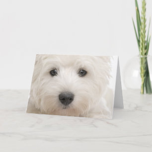 Westieのクローズアップ カード