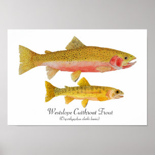Westslope Cutthroat Trout Artwork ポスター