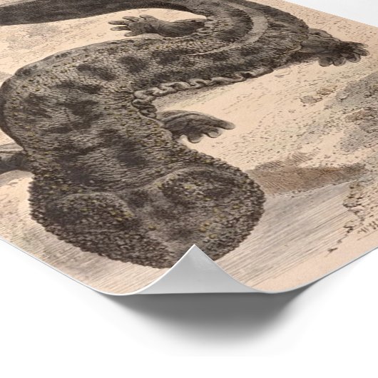 WHフリーマン – ザ素晴らしサランダーP/日本のフォリオ ポスター (角)