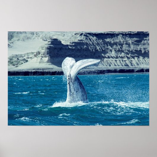 Whale calf tail - Argentina ポスター (正面)