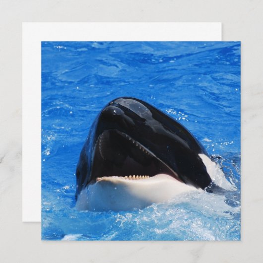 Whale Sounds招待状 招待状 (正面/裏面)