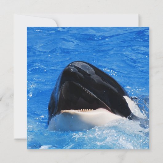 Whale Sounds招待状 招待状 (正面)