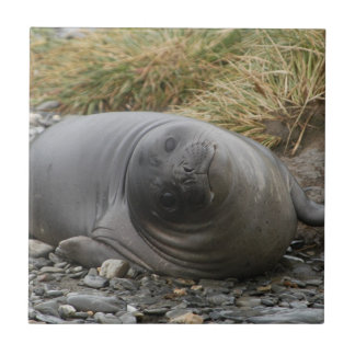 Whassupか。 シールのタイル タイル