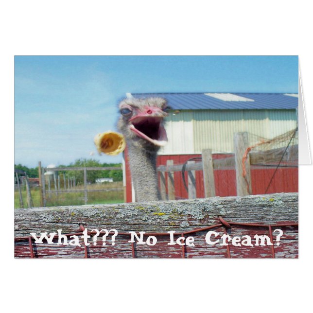 What No Ice Cream - Ostrich Farm (正面横)