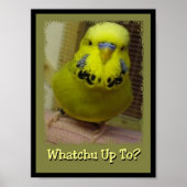 Whatchu最大3 ポスター (正面)