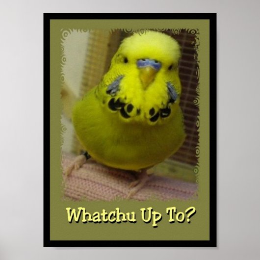 Whatchu最大3 ポスター (正面)