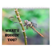 What's Buggin' You - Incent Calendar Edition 2 カレンダー (カバー)