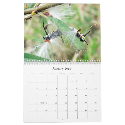 What's Buggin' You - Insect Calendar - Edition 1 カレンダー (1月 2026)