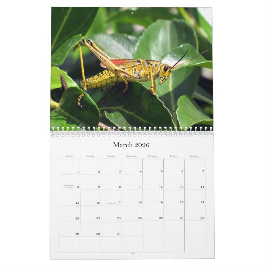 What's Buggin' You - Insect Calendar - Edition 1 カレンダー (3月 2026)