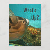 What's Up Turtle Selfie ポストカード (正面)
