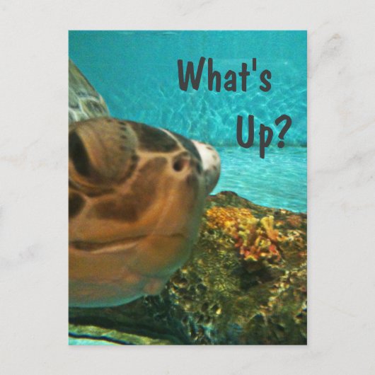 What's Up Turtle Selfie ポストカード (正面)