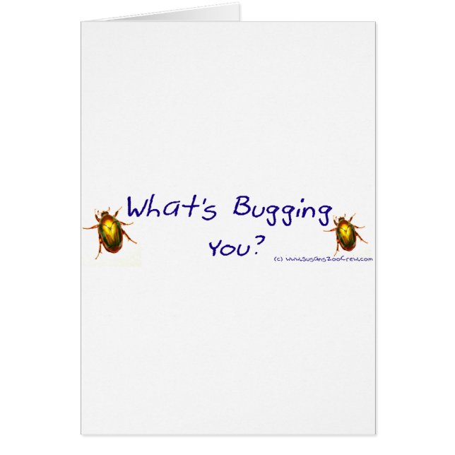 WhatsBuggingYouBumperSticker (正面)