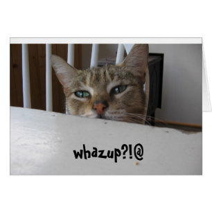 whazupのpuzzy猫か。!
