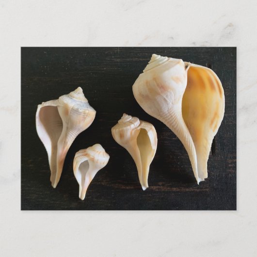Whelk Seashells Comparison Photography ポストカード (正面)